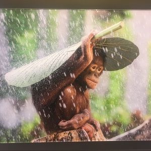 Meet your Posher, Jake